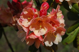 Rhodo Kiwi Mum